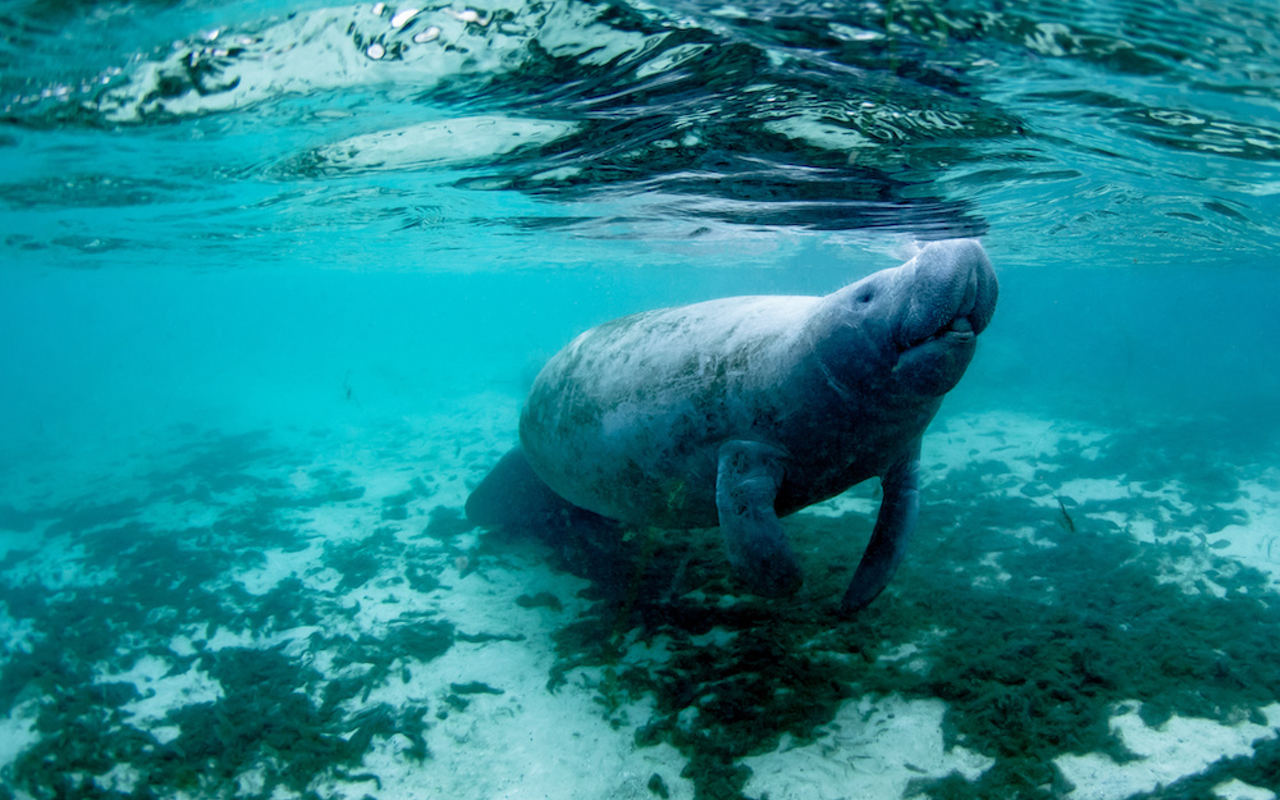 Florida wildlife experts say recent effort to feed lettuce to starving manatees is helping