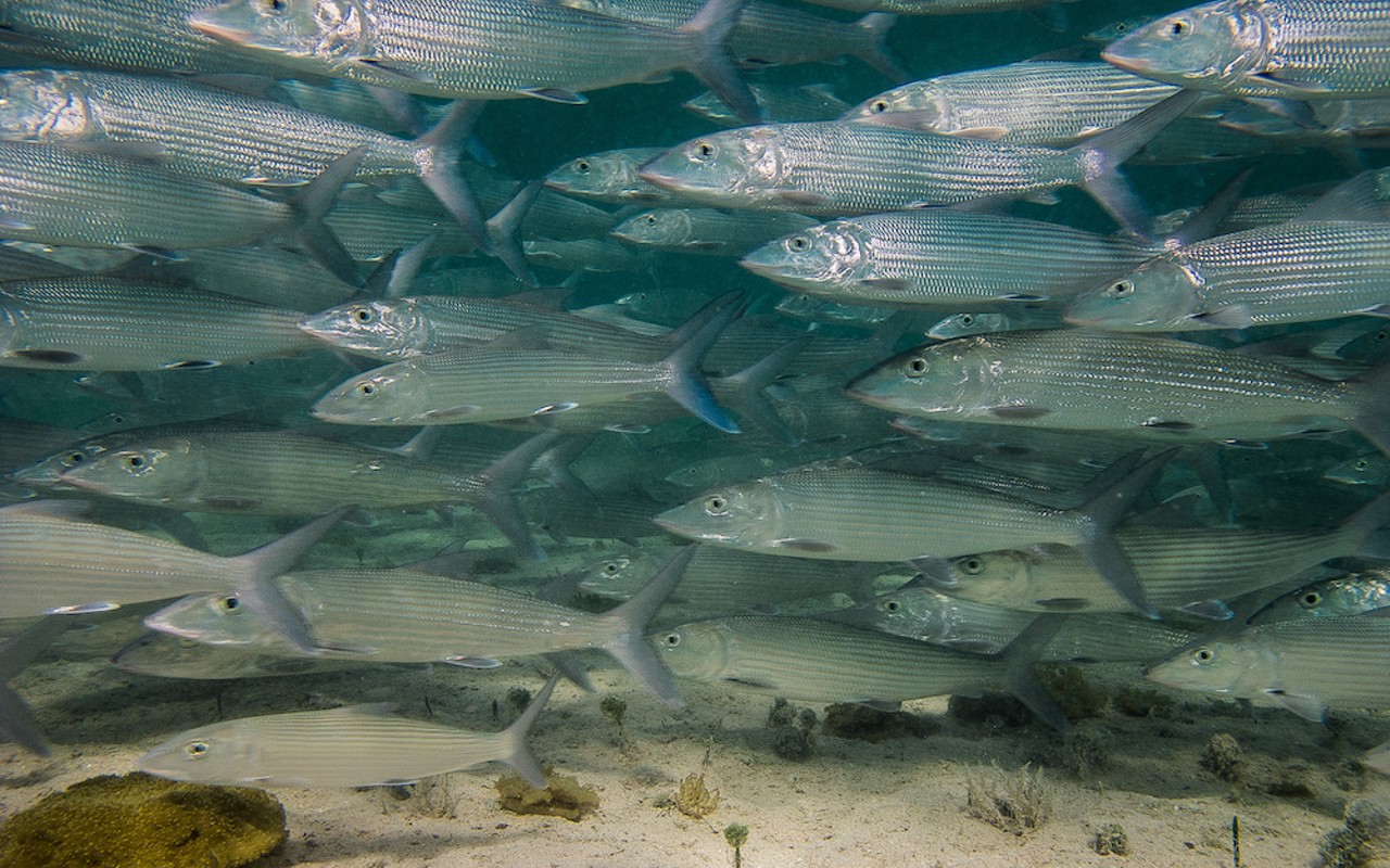The study analyzed 93 diverse bonefish throughout Biscayne Bay to west of Key West and found that all had traces of drugs in their systems.