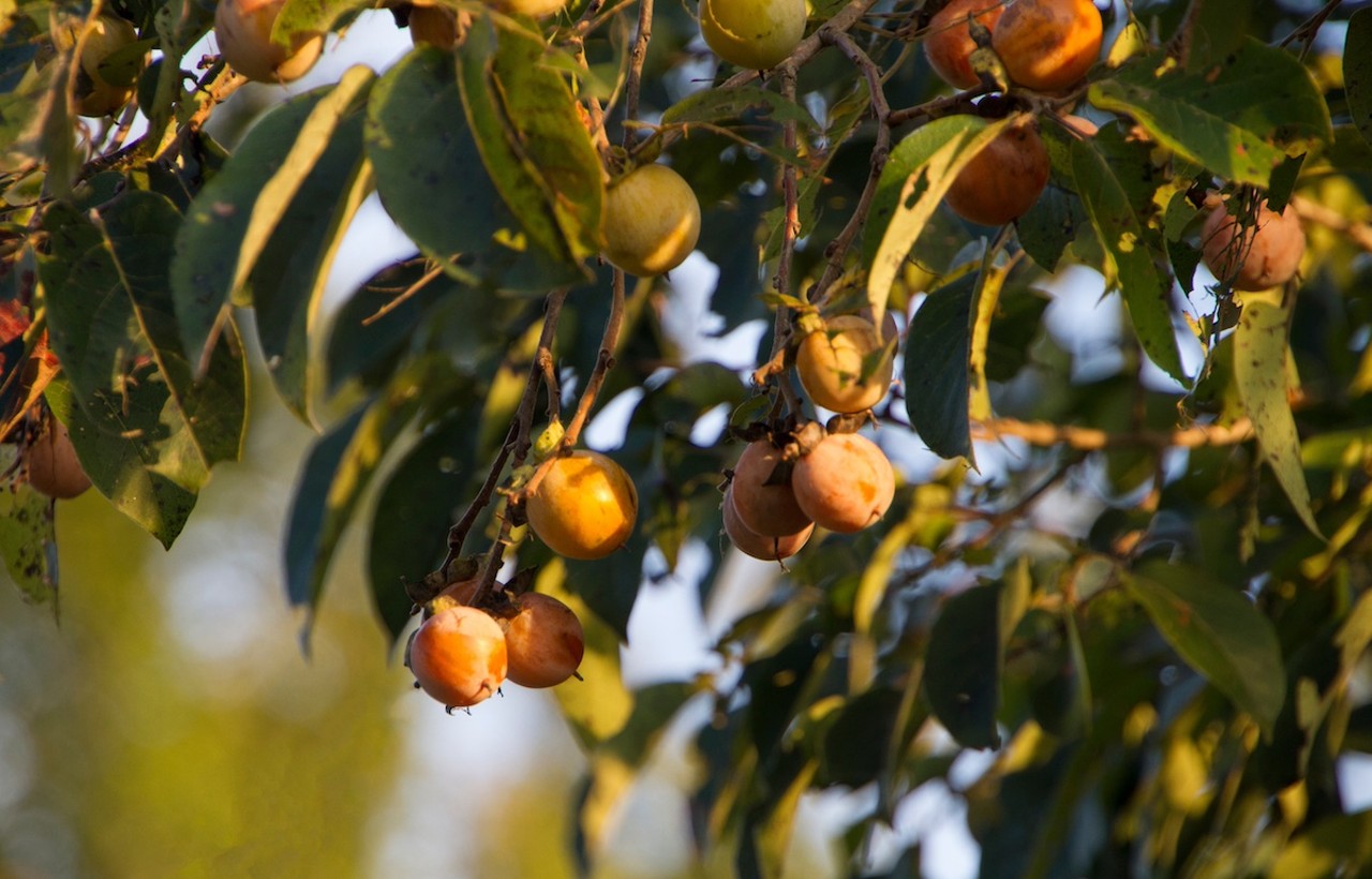 Common persimmon
Diospyros virginiana grows in the hardwood forests, coastal stands and flooded woodland of Florida (but not in the Keys). Fruits on the female trees turn orange when ripe—and are used in puddings, smoothies, jams and more—but don’t eat the unripe fruits since Roger L. Hammer says they “may create a blockage in the upper intestines and require surgical removal.”
Photo via TamaraHarding/Adobe