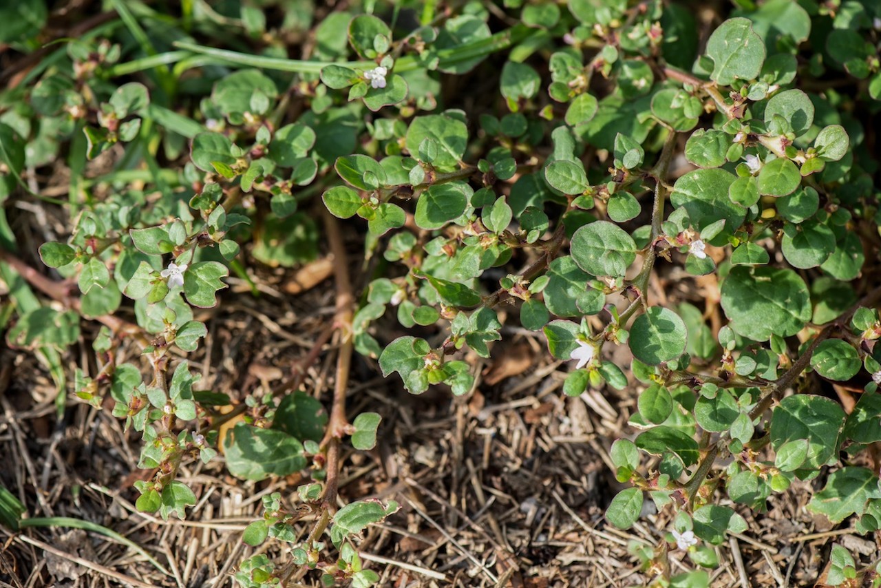 Desert horse-purslane
Commonly known as pigweed, this pinkish, flowering plant can be found throughout Hillsborough and Manatee counties, and as far south as Miami-Dade. Only harvest the young, tender leaves of the Trianthema portulacastrum plant for a raw snack or boil them to reduce its intense, salty taste. Throughout tropical America, the West Indies, and Africa, pigweed is used for its medicinal properties and can cause beneficial effects on the liver. 
Photo via wasanajai/Adobe