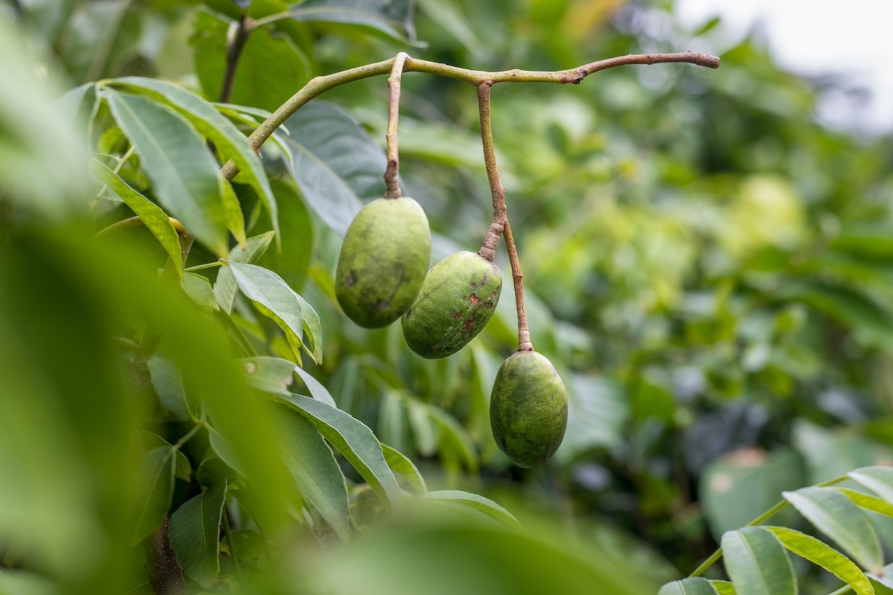 Hog plum
One of Roger L. Hammer’s favorites, Ximenia americana is found in Florida’s hammock margins, wooded swamps and sandhills. The bark has medicinal qualities, and its fragrant, white-to-yellow leaves are near the oblong, yellow-when-ripe fruit that can be picked and eaten (skip the seeds). 
Photo via xookits/Adobe