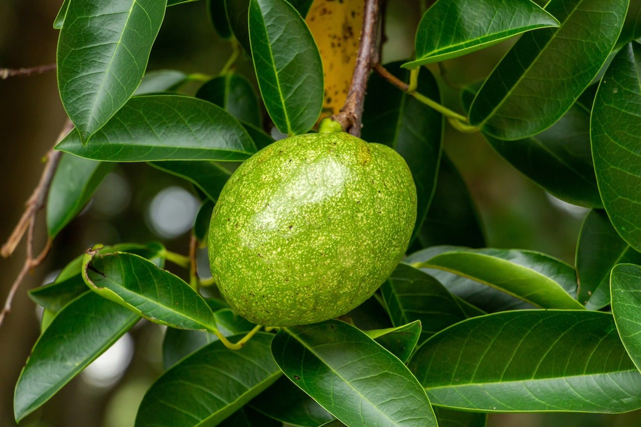 Pond apple
You’ll probably find these fruits—colloquially known as alligator apples and by its scientific name Annona glabra—in Manatee county or anywhere south of that. Its fruits average about four inches long and three inches wide, and its flesh can be eaten as it ripens from green to yellow.  While its flavor is much more mild than the related custard apples or popular soursop fruit, pond apples can still be made into a variety of pies and desserts. 
Photo via Sunshower Shots/Adobe