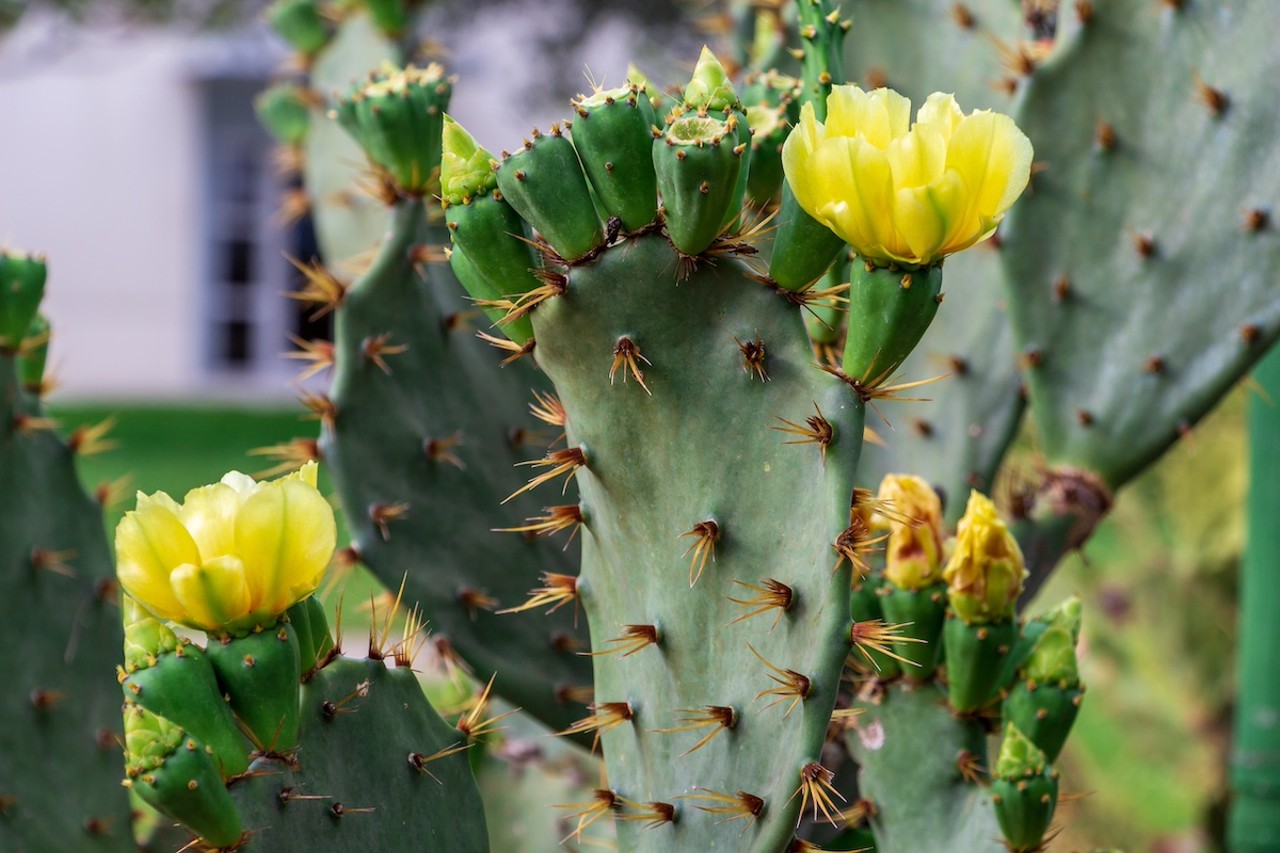 Florida Prickly Pear 
Commonly known as Devil’s tongue or by its scientific name Opuntia austrina, prickly pear can be used for more than margaritas at your local Mexican restaurant. While the plant’s sharp spines obviously have to be handled with caution, the ripe fruits can be eaten and its pads or “nopales” can be carefully peeled (while wearing thick gloves) and sauteed. 
Photo via SunshowerShots/Adobe