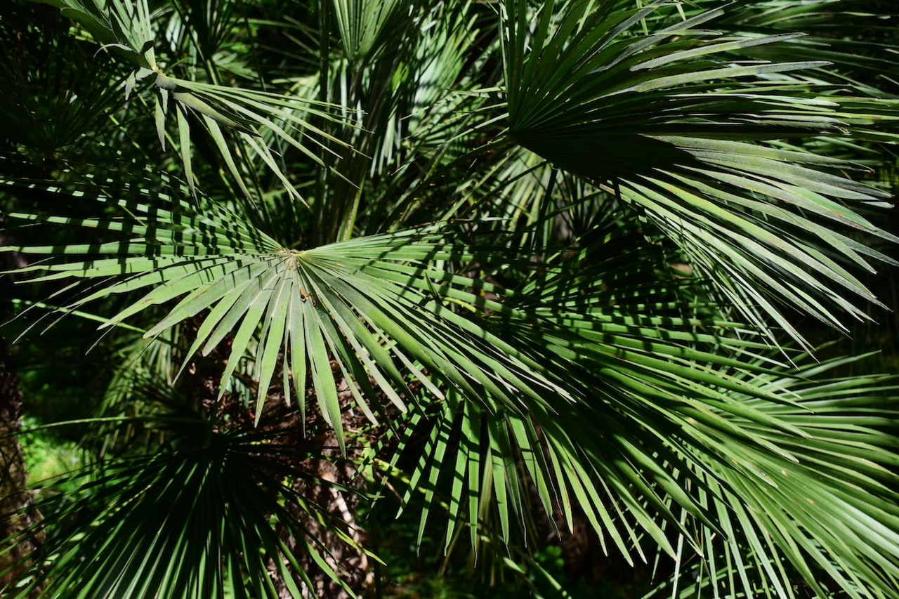 Saw palmetto
Similar to the cabbage palm, the saw palmetto or serenoa repens is an extremely common species throughout the Sunshine State, but harvesting its “heart” should still be reserved for palms that are destined to be bulldozed. In addition to its heart—which actually doesn’t kill the saw palmetto during harvest since it's a multi-trunked species—this plant also produces edible fruits that have a pungent taste of “rotten cheese steeped in tobacco juice.” 
Photo via JuanAntonio/Adobe