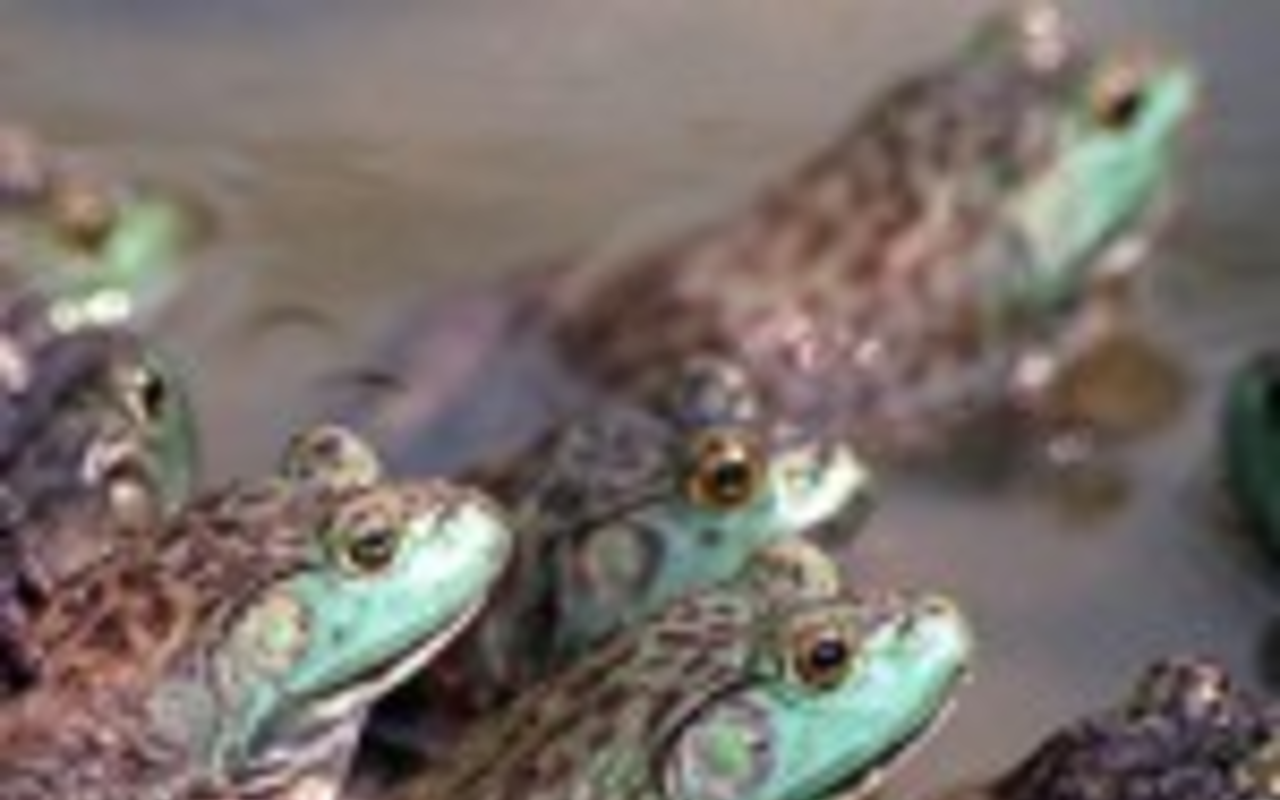 Forget the plastic surgeon: Herbicide Atrazine causes sex change in amphibians
