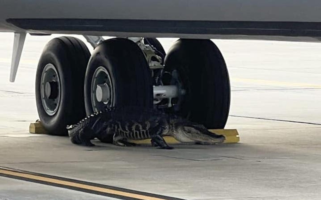 Gator removed from runway at Tampa's MacDill Air Force Base