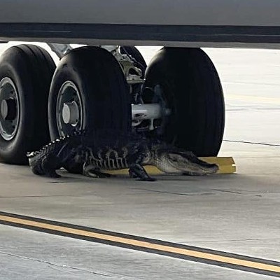 Gator removed from runway at Tampa's MacDill Air Force Base