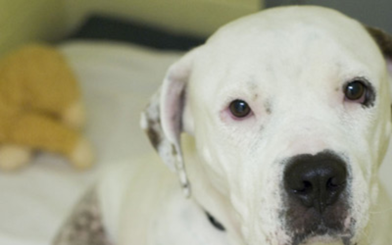 GOOD DOG GETTING BETTER: Bianca, a Pet Pal Rescue bulldog on its way to rehabilitation.