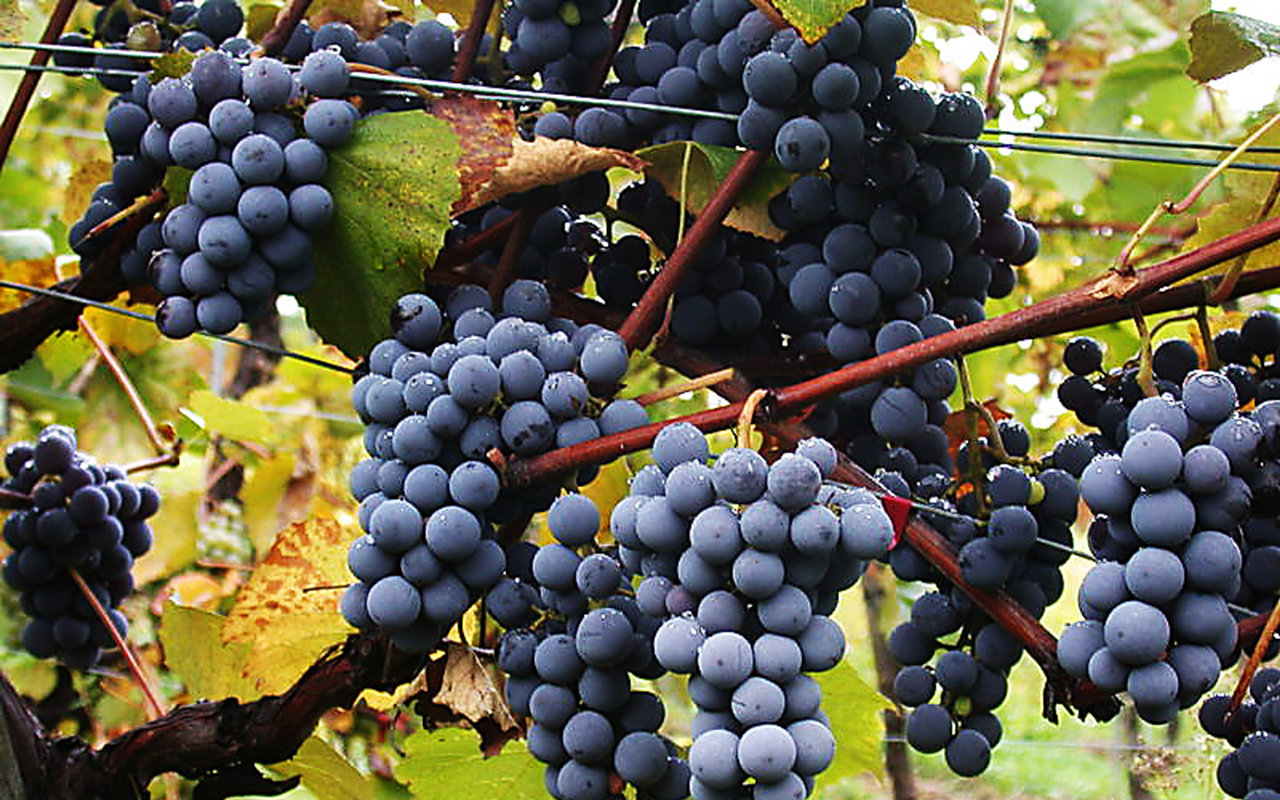 T’S ALL GRAPES TO ME: Gamay grapes 
produce the red wine Beaujolais Nouveau.