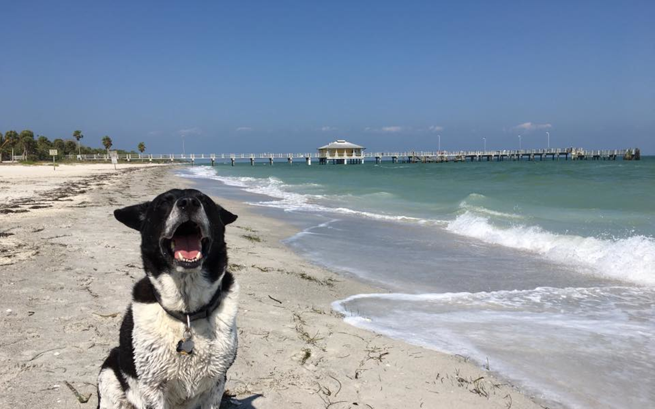 Murray Rothbark the dog thinks Fort De Soto's Dog Beach is the best place on earth, and he's not wrong