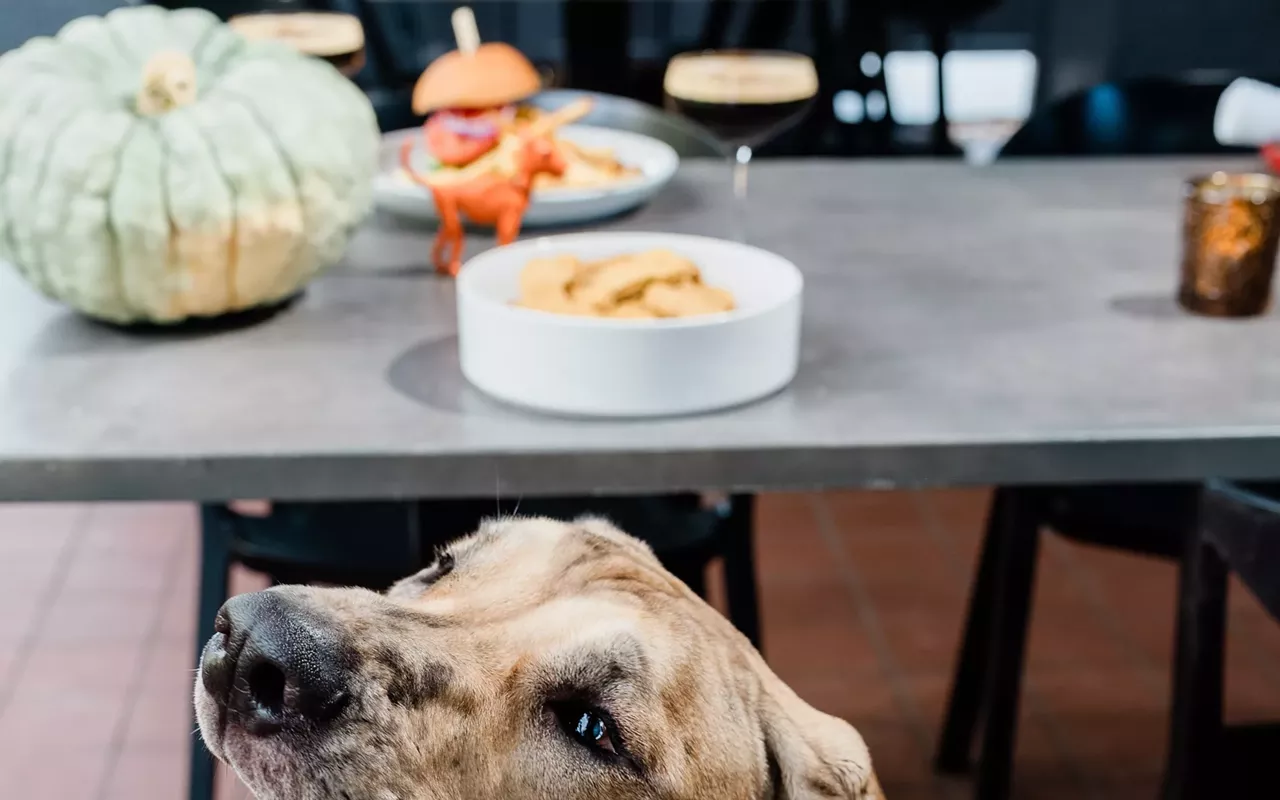 Image: Haven Fundraising Yappy Hour x Florida Giant Dog Rescue