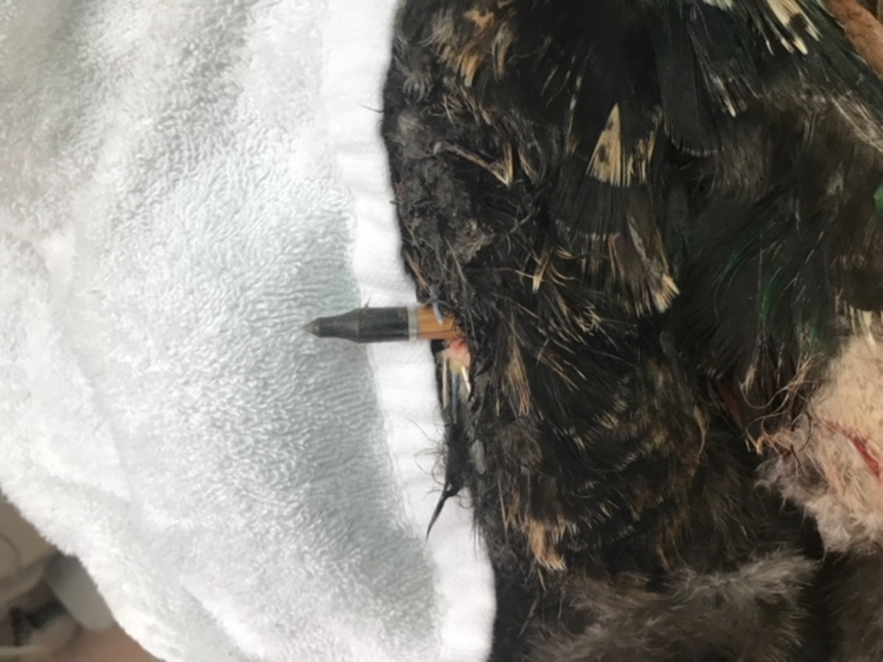 Another view of the arrow that some person walking around Dunedin shot through a defenseless bird for reasons unknown.