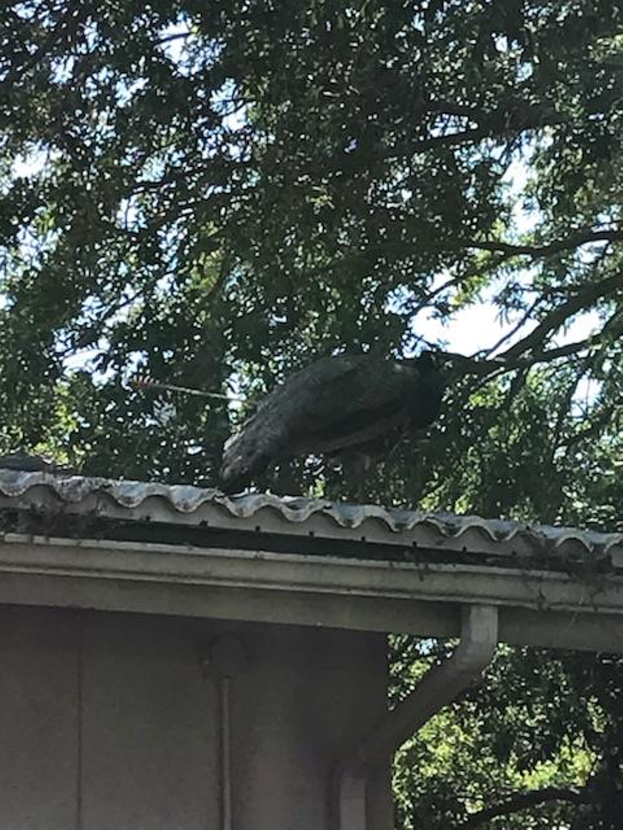When rescuers approached the peacock, in the peafowl-laden Greenbriar subdivision, the peacock was clearly debilitated but in no mood for "assistance."