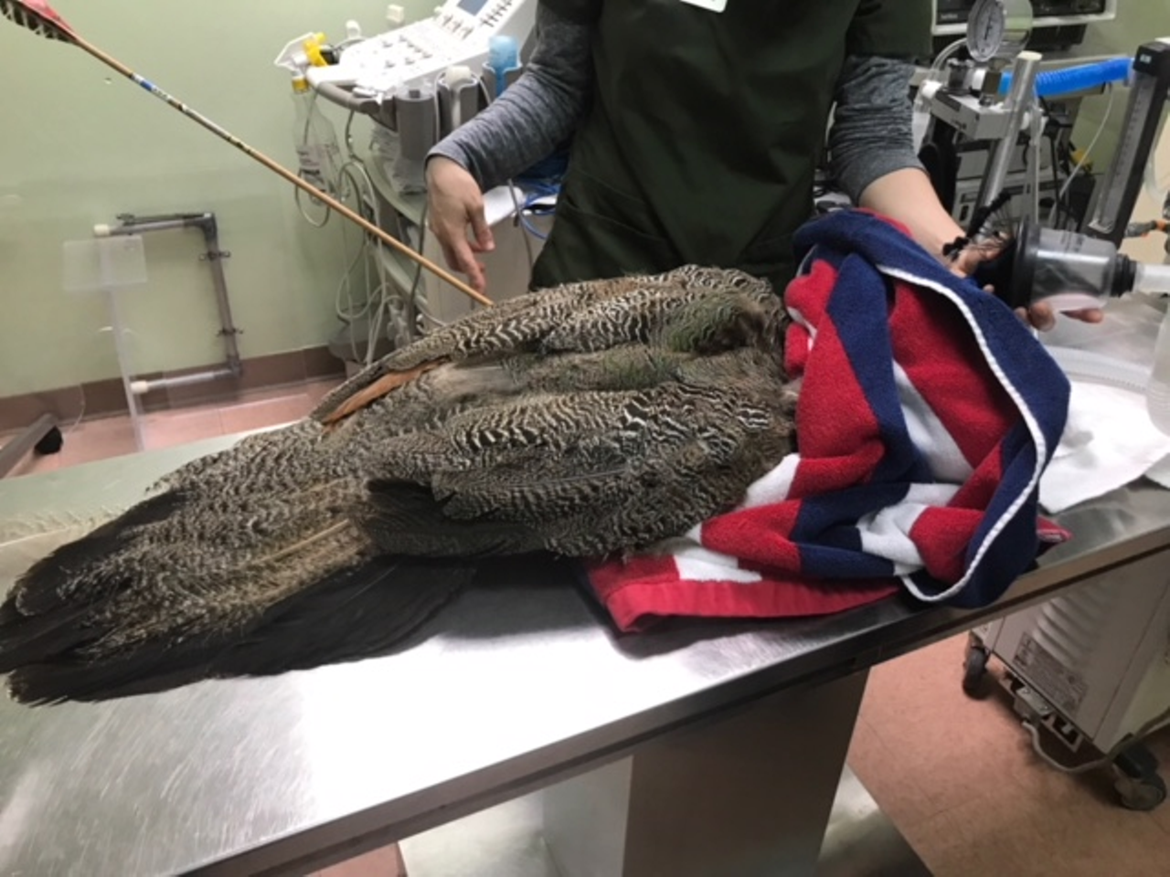Dr. Murphy at the Animal and Bird Hospital of Clearwater attended to the injured bird.