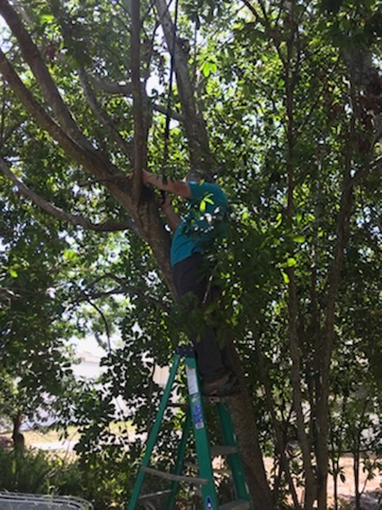 The peacock took to the trees. Suncoast Animal League did, too — albeit less gracefully.