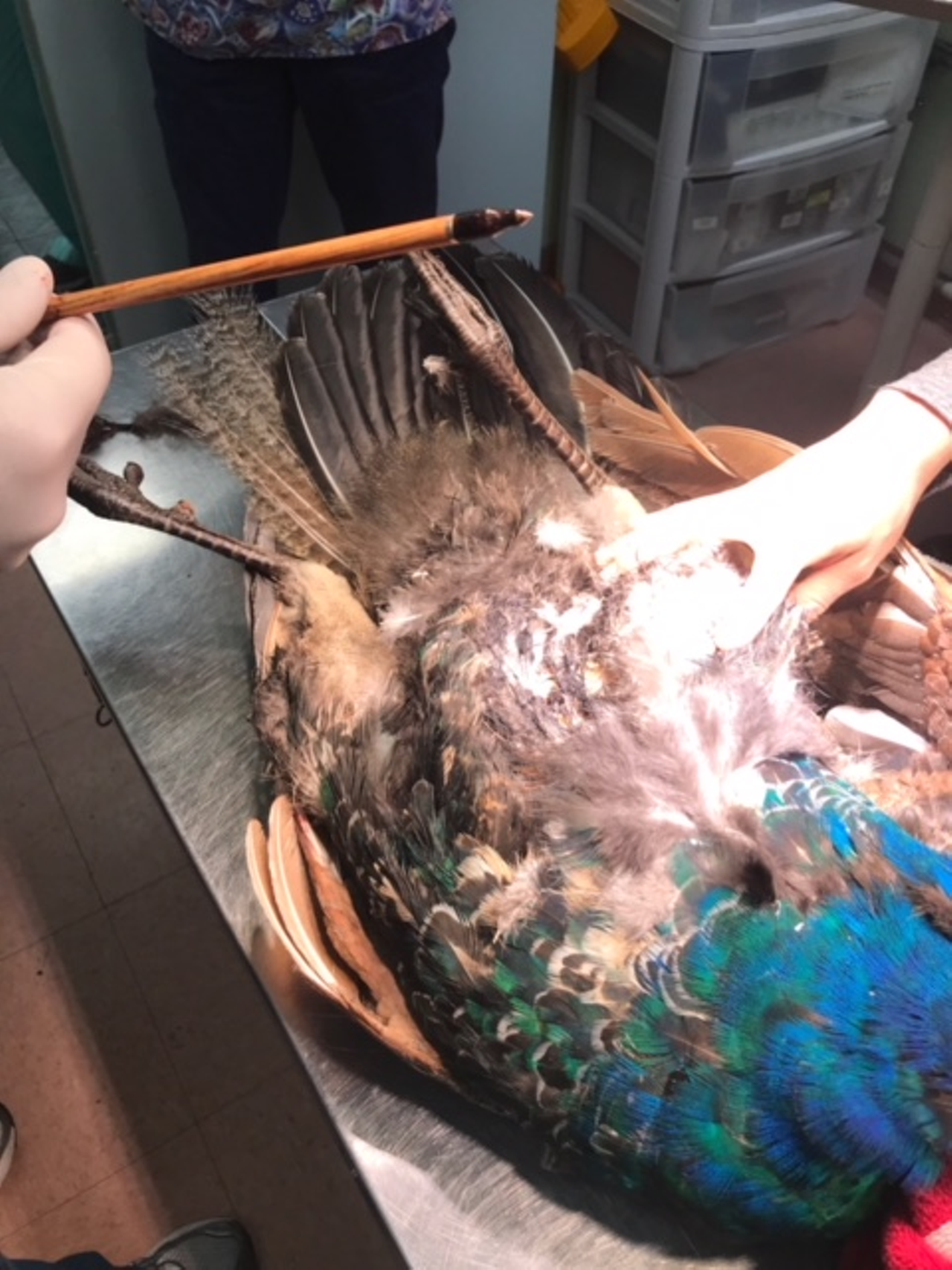 After removing the arrow, the staff at the clinic shows the arrow's size in comparison to the peacock.