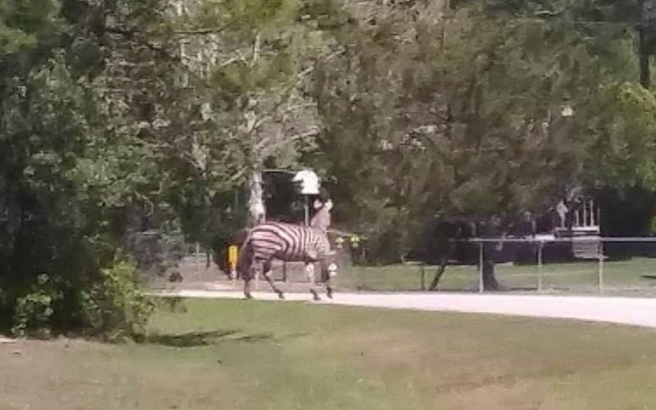 Illegally owned zebra shot and killed after escaping Florida man's home