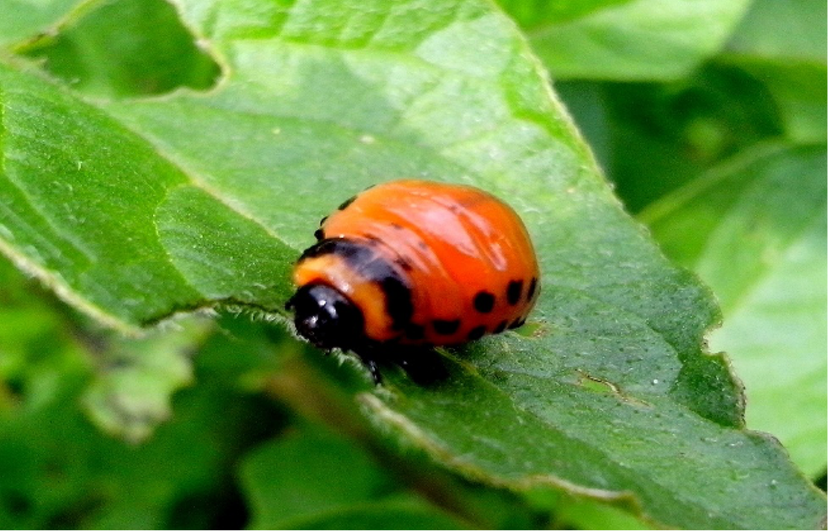 What is this insect?  Pest? or Beneficial?