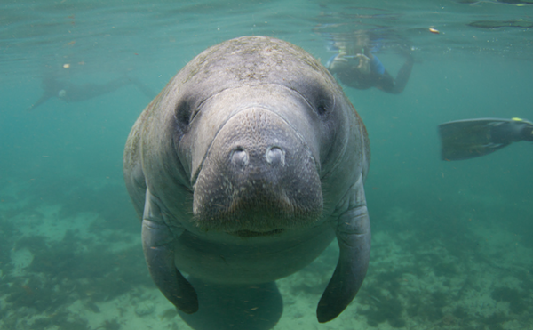 Judge sides with EPA in lawsuit over record Florida manatee deaths