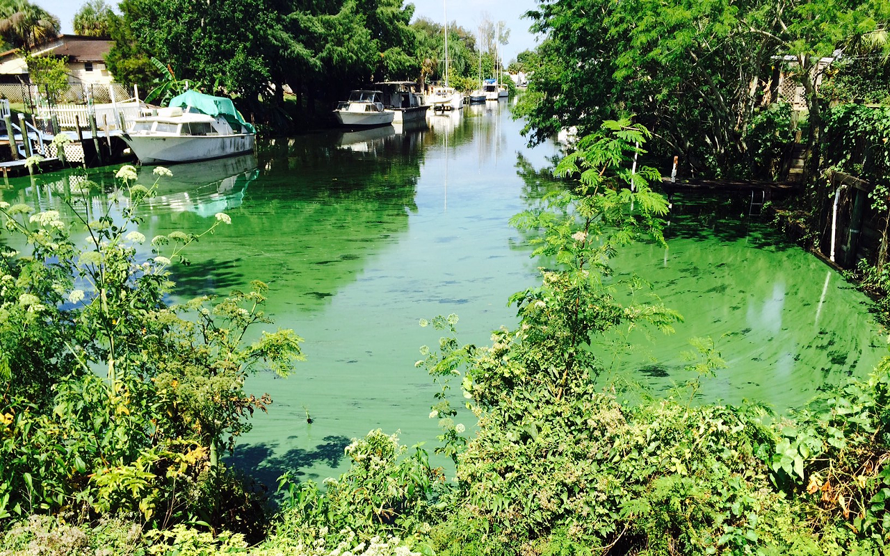 I’M TOXIC: Harmful blue-green algae invades waterways throughout the state, including this canal off the Caloosahatchee River.