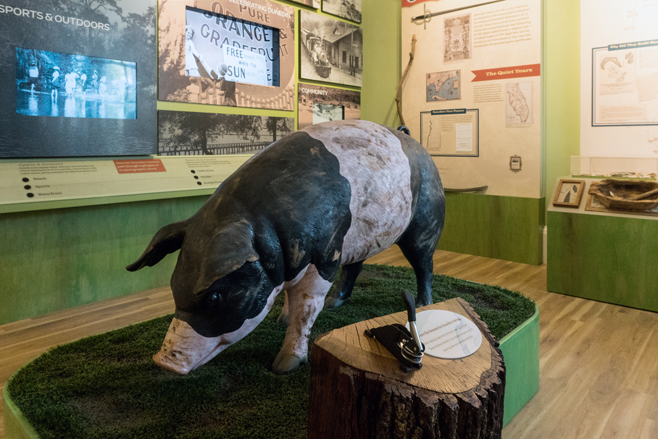 The hog holds a place of honor in the center of this gallery, surrounded by displays devoted to Dunedin’s first residents.