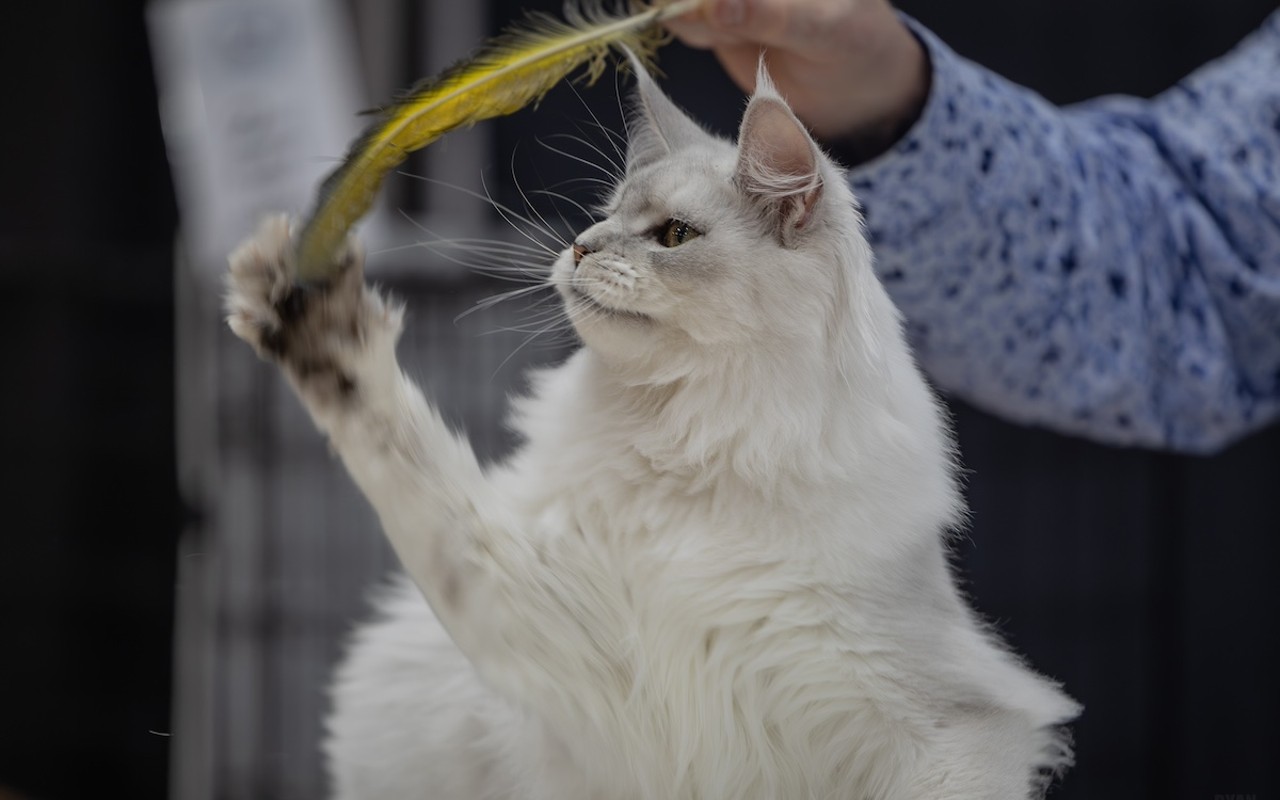 Catstravaganza at The Coliseum in St. Petersburg, Florida on Dec. 16, 2023.