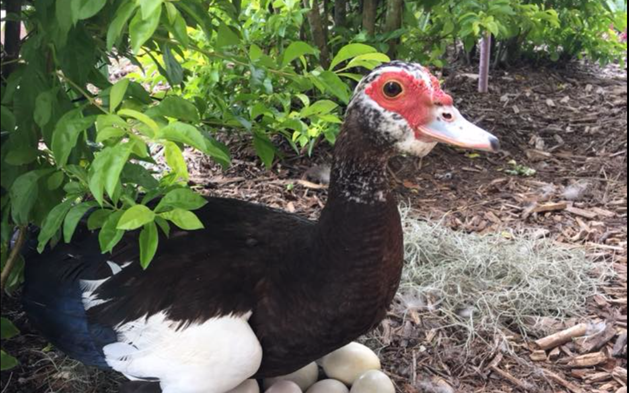 Irma Duck, so named days after Hurricane Irma missed Plant City.