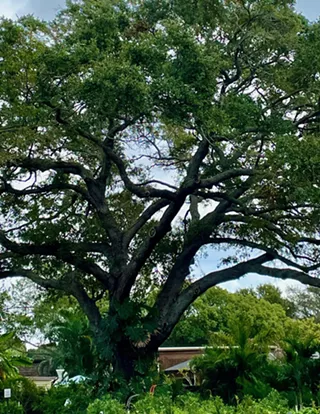 Native Live Oak