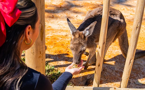 Busch Gardens' new and improved kangaroo exhibit 'Kangaloom' officially reopens