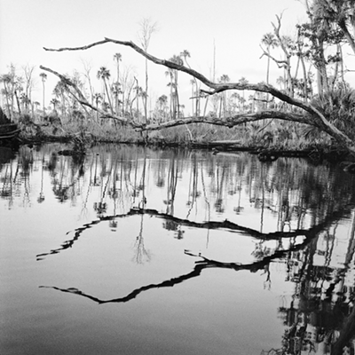 An Unflinching Look's cover photo, Creek Bend and Dead Trees, 2018