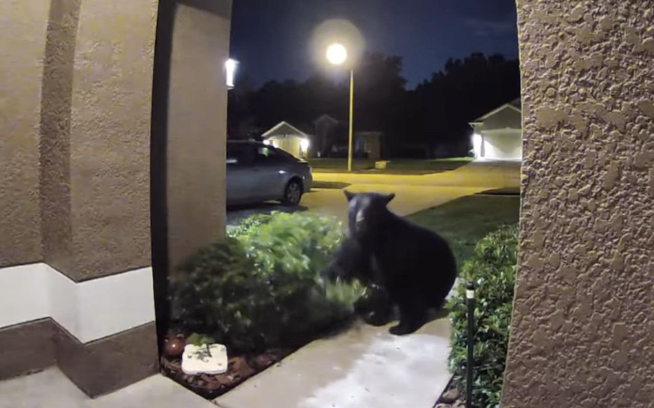 Video shows Florida black bear chasing family back into their house