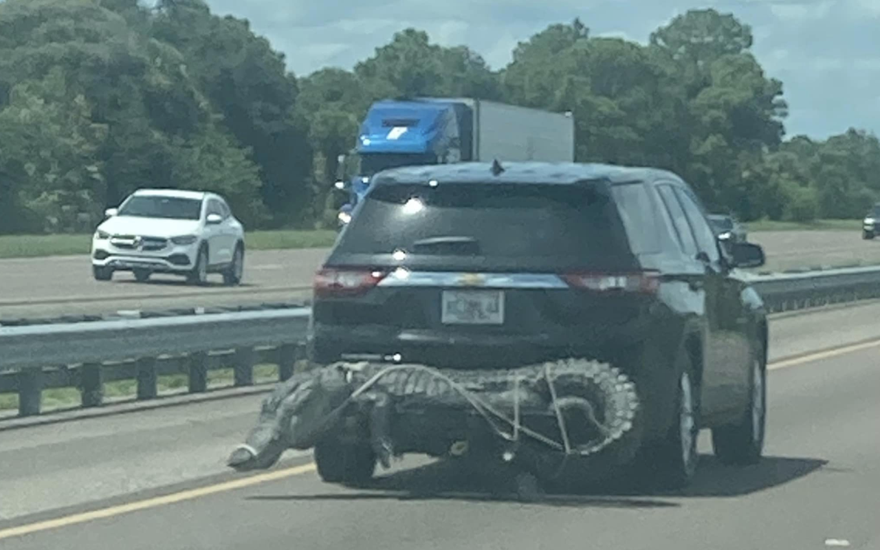 Tampa woman spots large gator strapped to a car on I-95