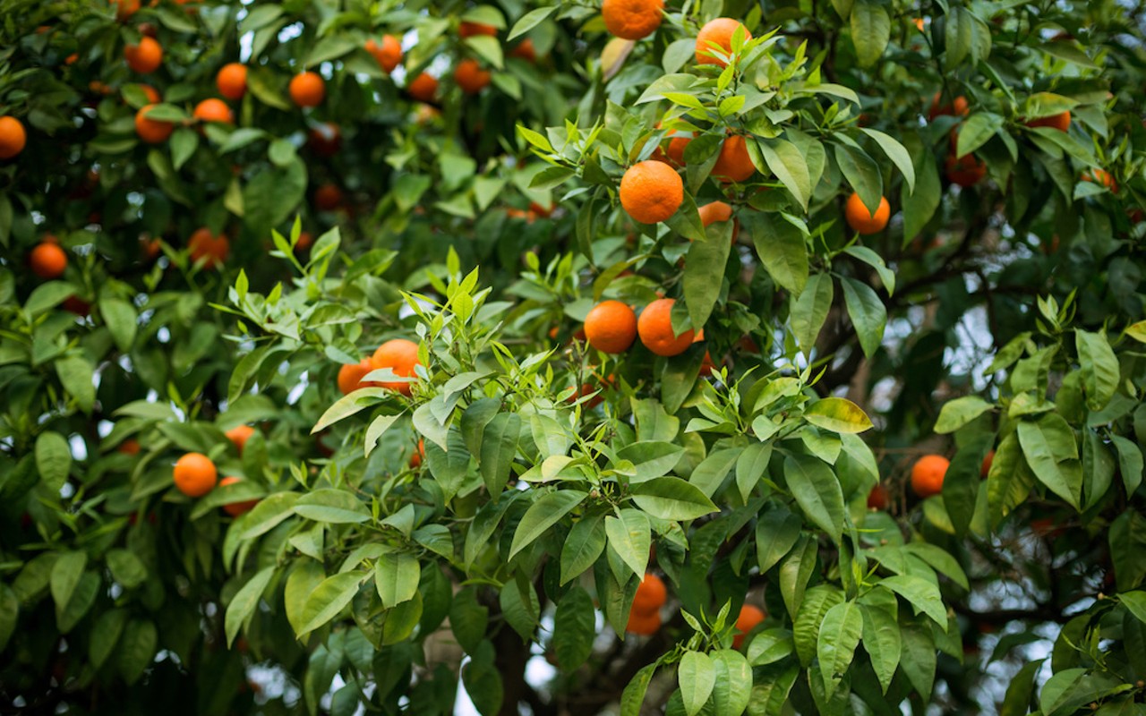 Florida citrus growers expected to deliver smallest orange crop in nearly 90 years