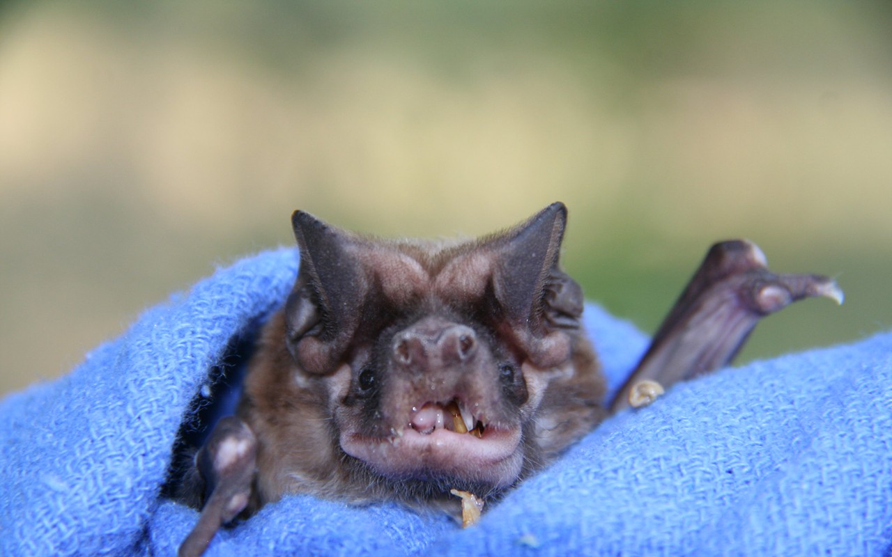 Florida bonneted bats