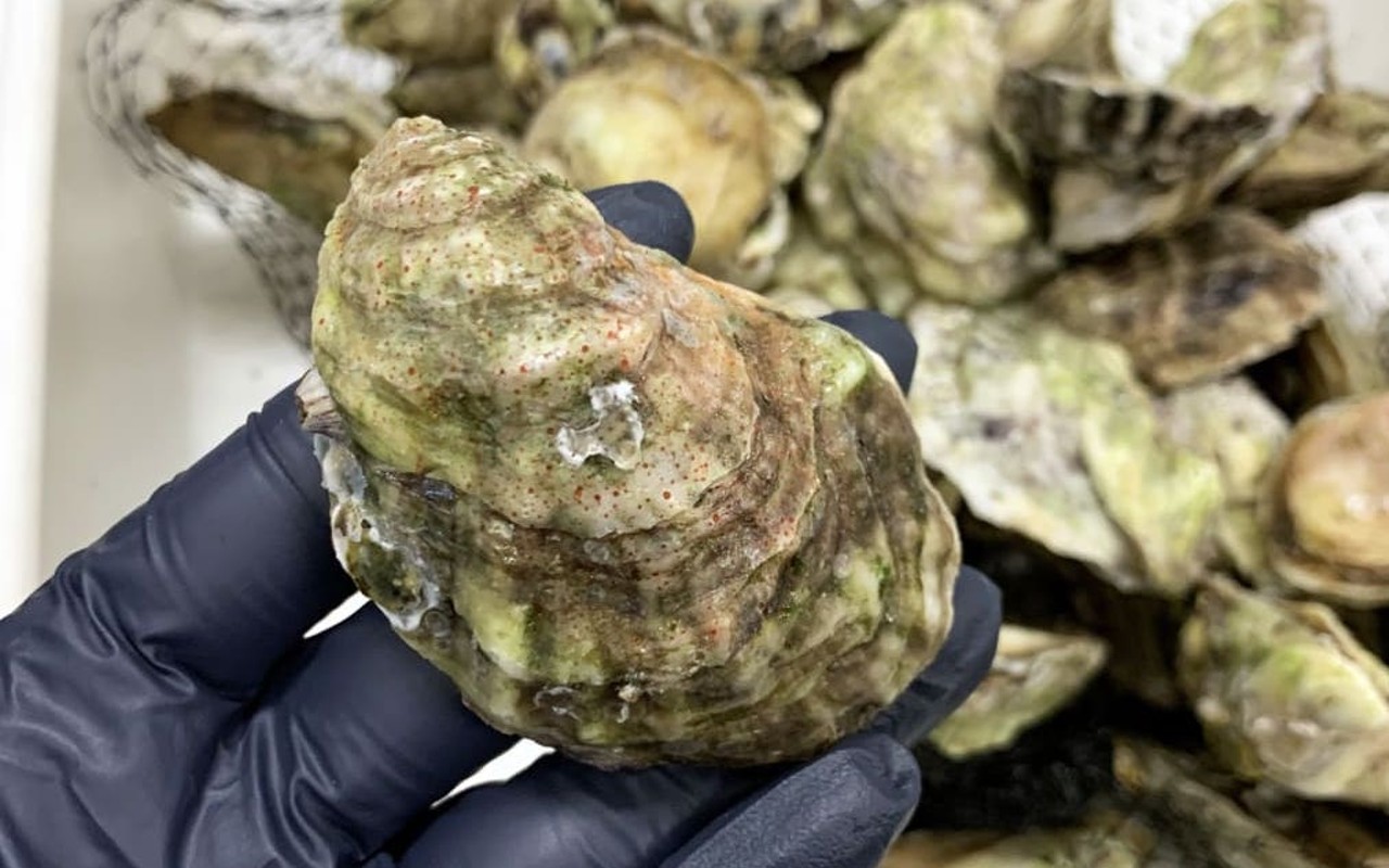 Tampa Bay oysters contain toxic 'forever chemicals,' says new study