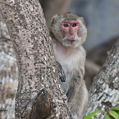 An Indochinese rhesus macaque. The species has a nice little community of its own in Ocala, Florida.