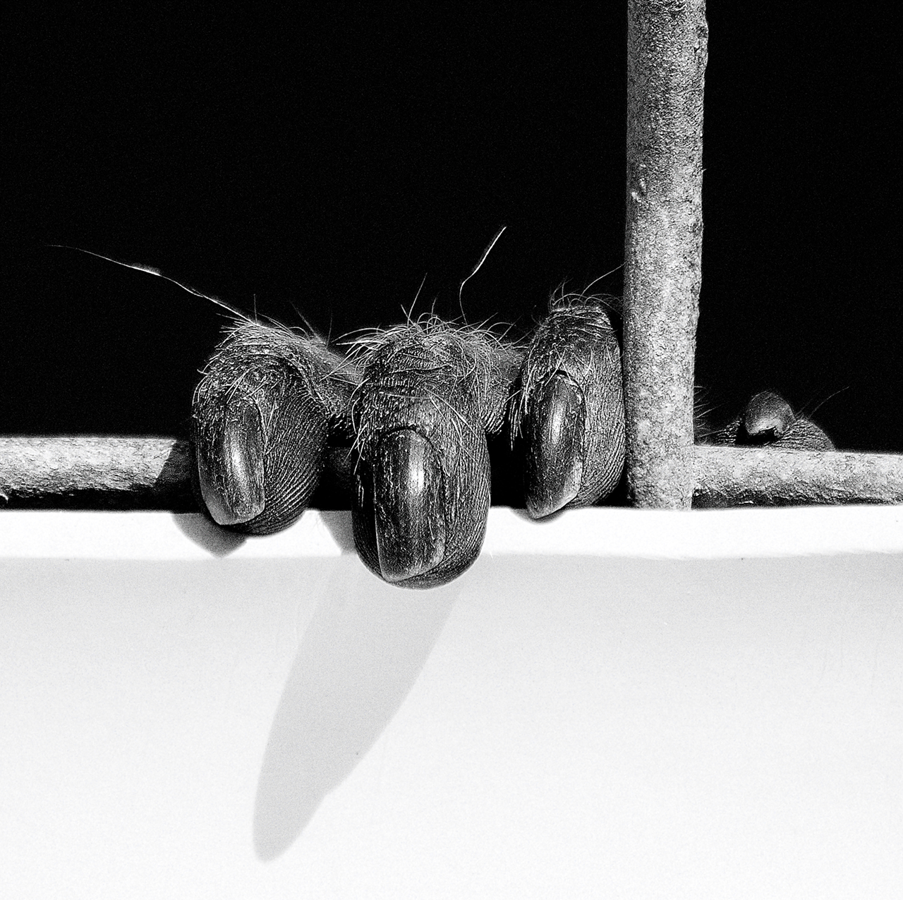 "Caged" won first place in the Nature, Science, and Animals category — and Best In Show.