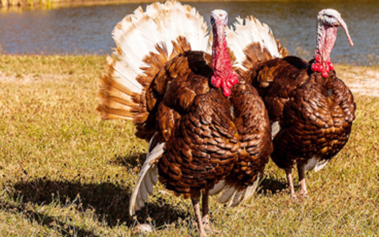 On the menu: How to get your Turkey Day weekend on