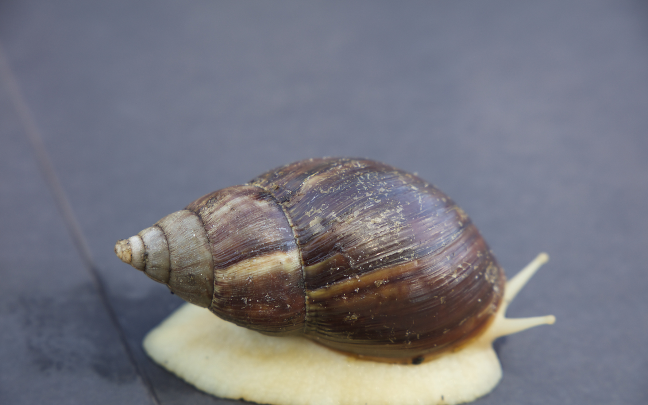 Over 1,000 giant African land snails captured in Pasco County so far (4)
