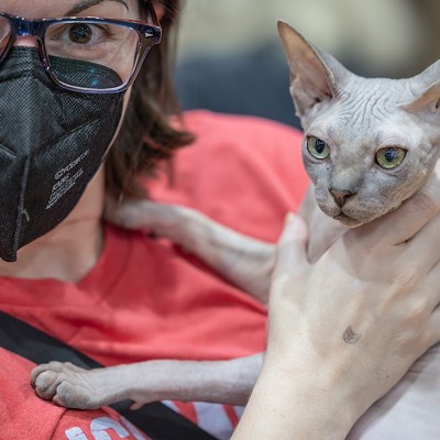 Photos: All the pretty kitties we saw at the 2023 St. Petersburg Catstravaganza