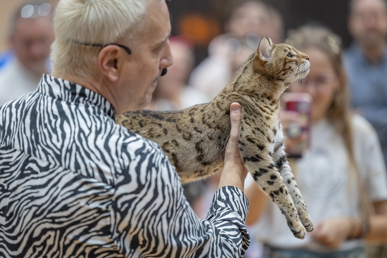 Photos: All the pretty kitties we saw at the 2023 St. Petersburg Catstravaganza