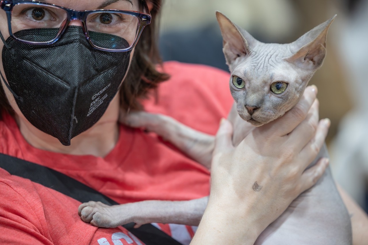 Photos: All the pretty kitties we saw at the 2023 St. Petersburg Catstravaganza