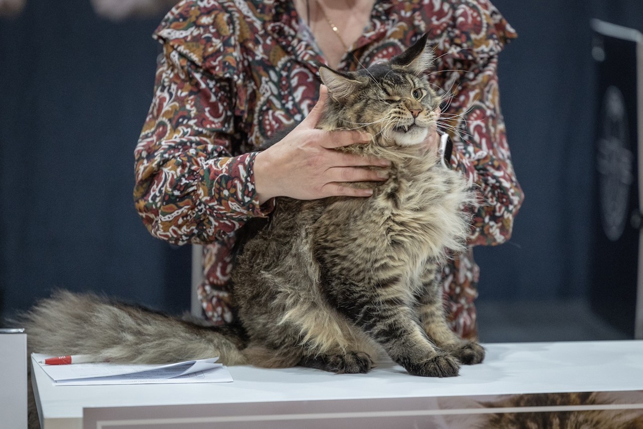 Photos: All the pretty kitties we saw at the 2023 St. Petersburg Catstravaganza