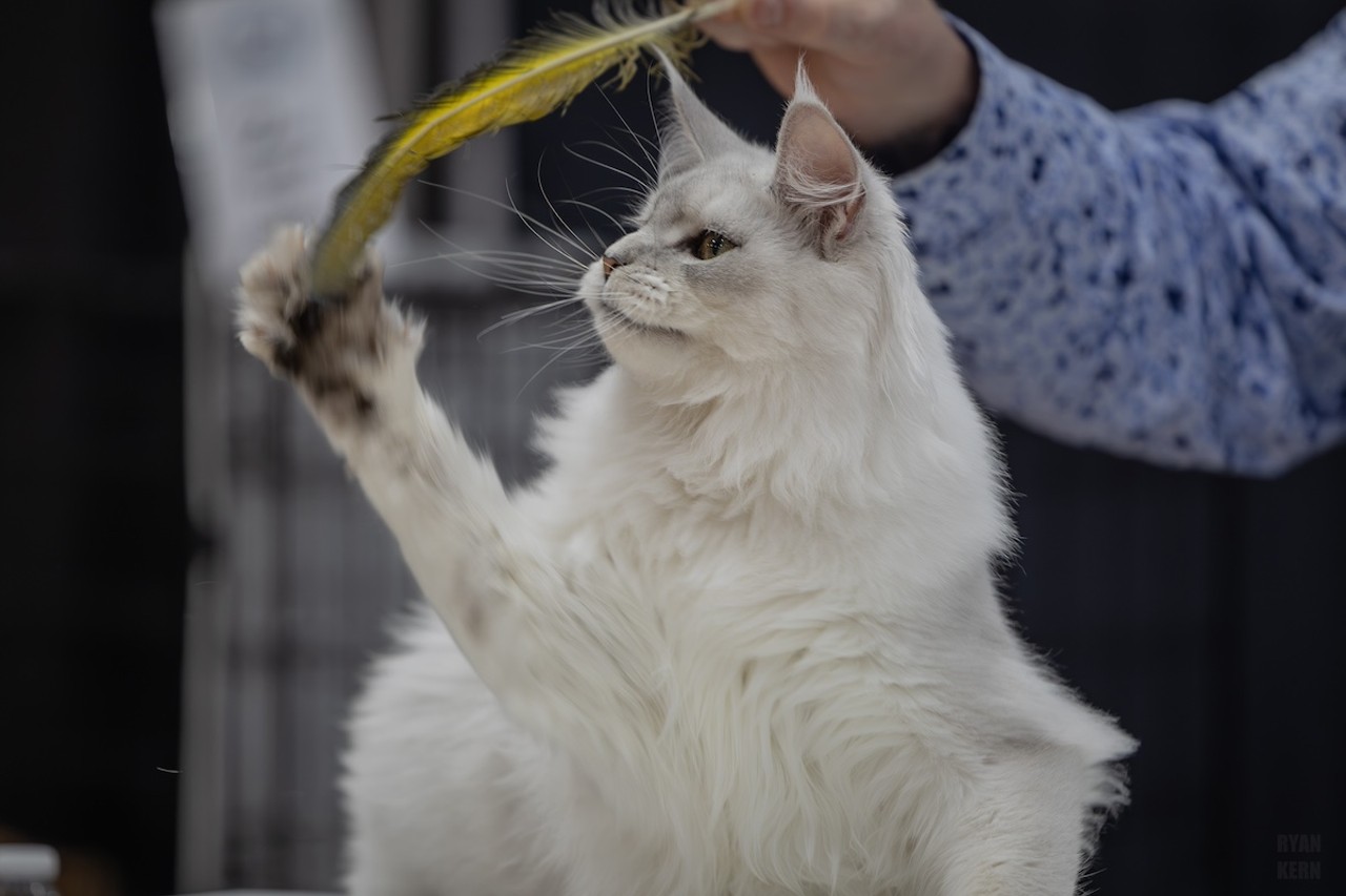 Photos: All the pretty kitties we saw at the 2023 St. Petersburg Catstravaganza