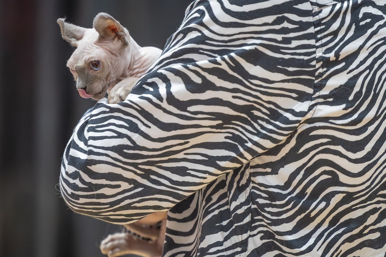 Photos: All the pretty kitties we saw at the 2023 St. Petersburg Catstravaganza