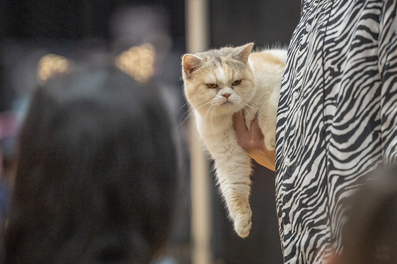 Photos: All the pretty kitties we saw at the 2023 St. Petersburg Catstravaganza