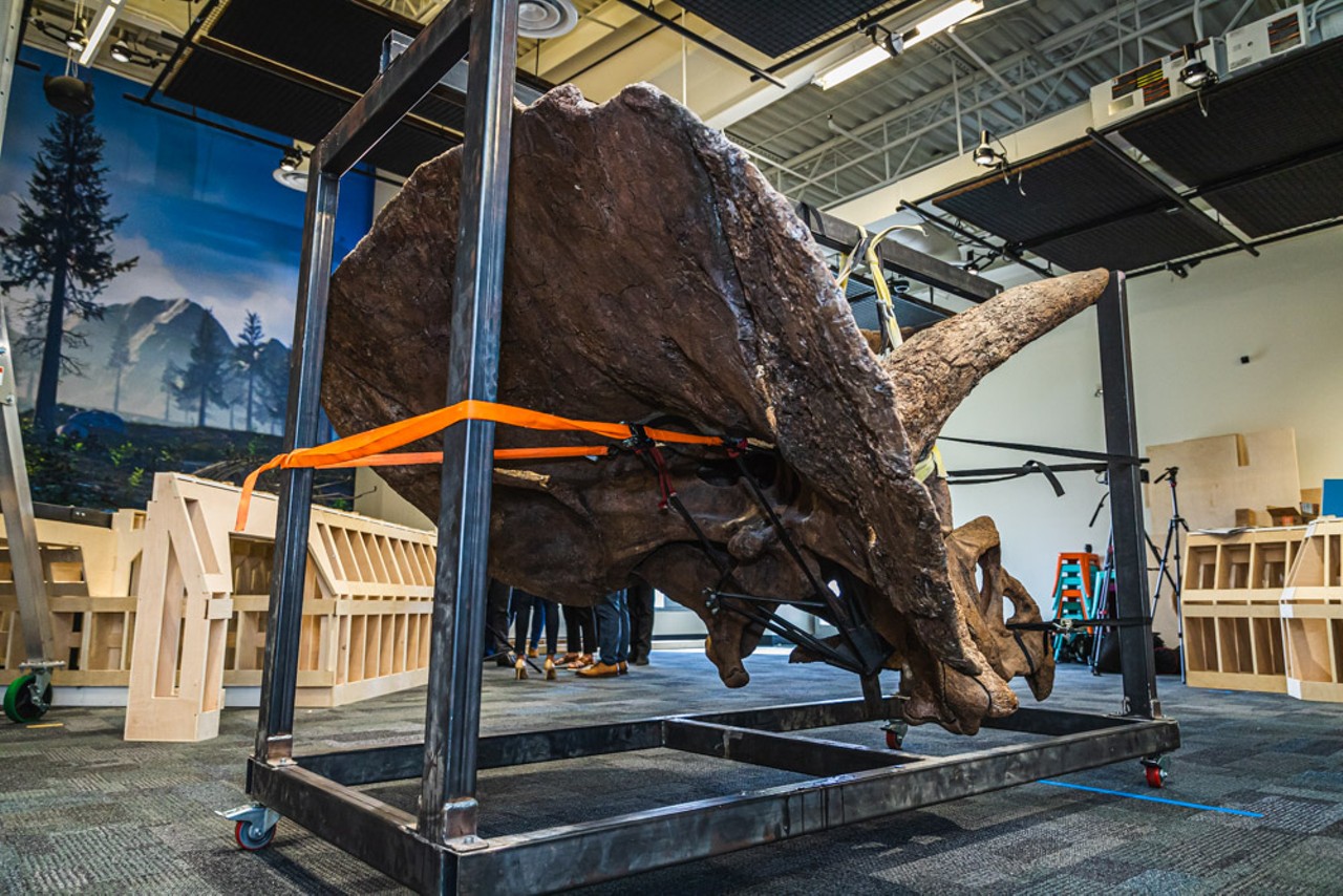 Photos: Tampa’s ‘Big John’ triceratops skeleton is unveiled at Glazer Children’s Museum