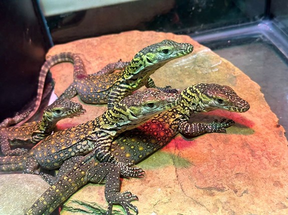 ZooTampa's clutch of Komodo dragons includes six hatchlings, three male and three female, each about 10 inches long and weighing in at about 100 grams.