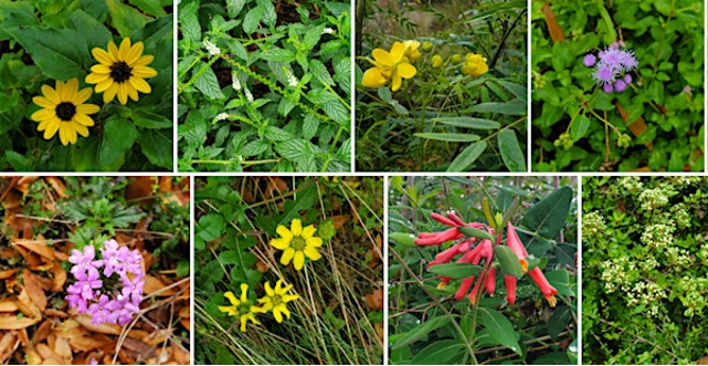 Common Florida Native Wildflowers