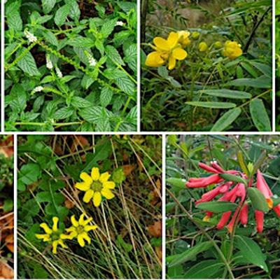 Pinellas Chapter Florida Native Plant Society Landscape Tour
